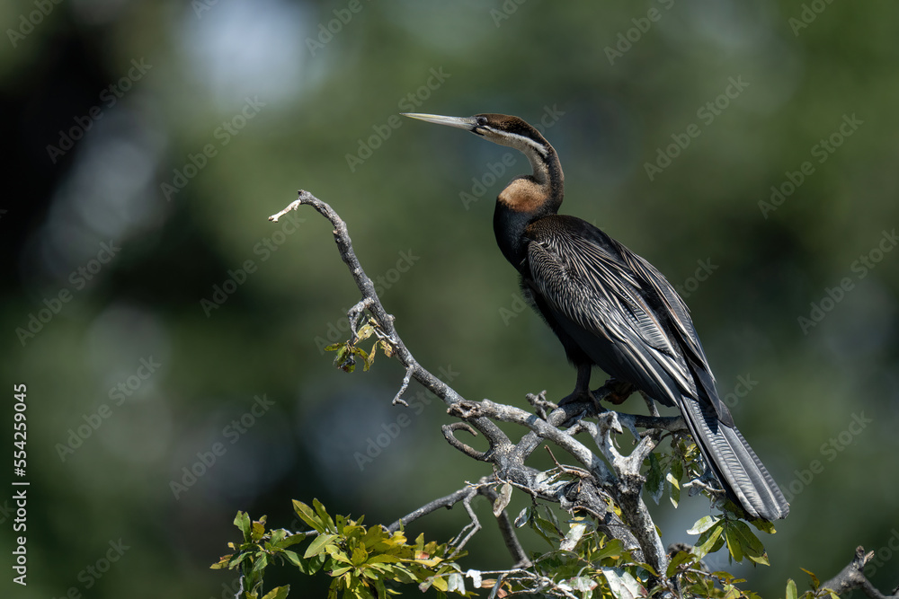 African darter on leafy branch in sunshine African darter on leafy branch in sunshine