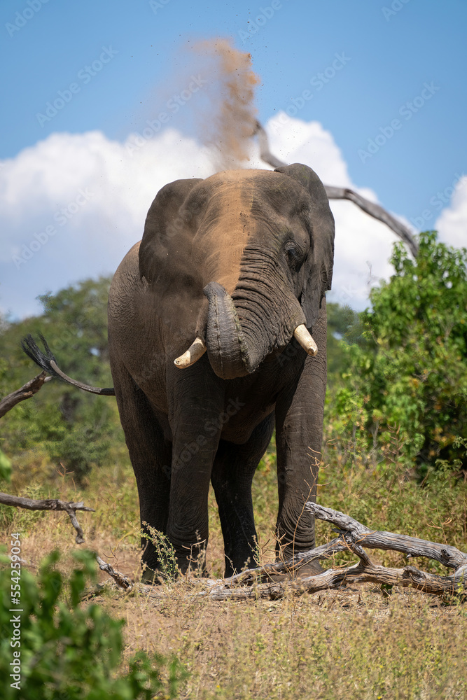 African elephant stands over log blowing earth