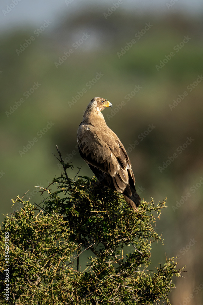 Tawny eagle turns head on sunlit bush Tawny eagle turns head on sunlit bush