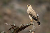 Tawny eagle turning head on twisted branch