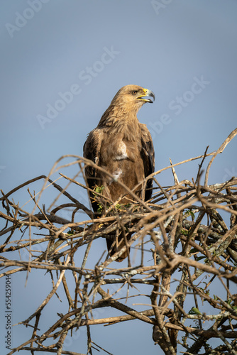 Tawny eagle opens mouth on tangled branches