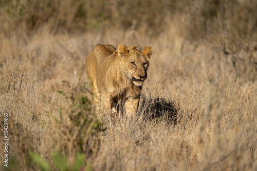 Young male lion stands growling in grass