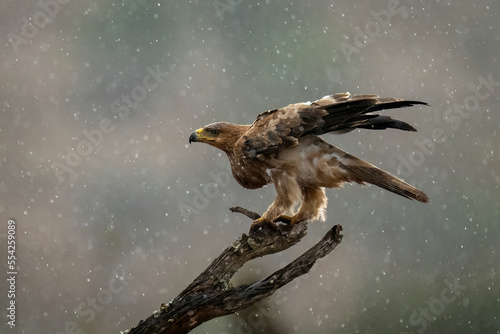 Tawny eagle ruffles feathers on wet stump