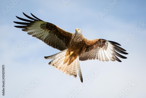 Red Kite bird of prey in full flight, wings outstretched against a blue sky