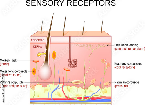 skin sensory receptors. Cross section of humans skin layers