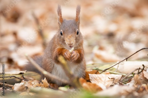 Red Squirrel foraging the ground in a woodlands  during autumn.