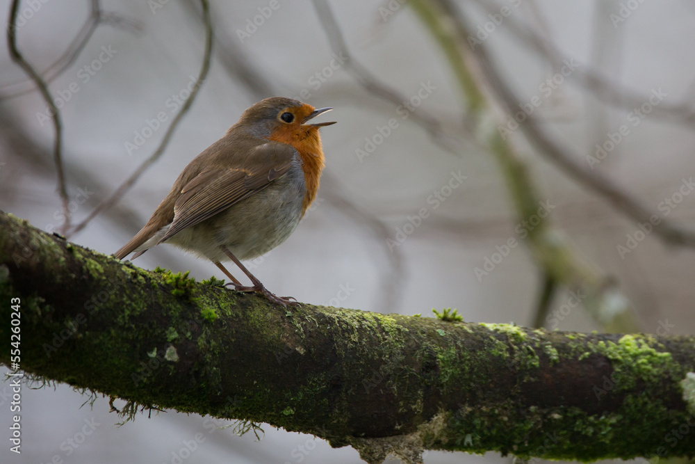 European robin singing on a tree branch during winter