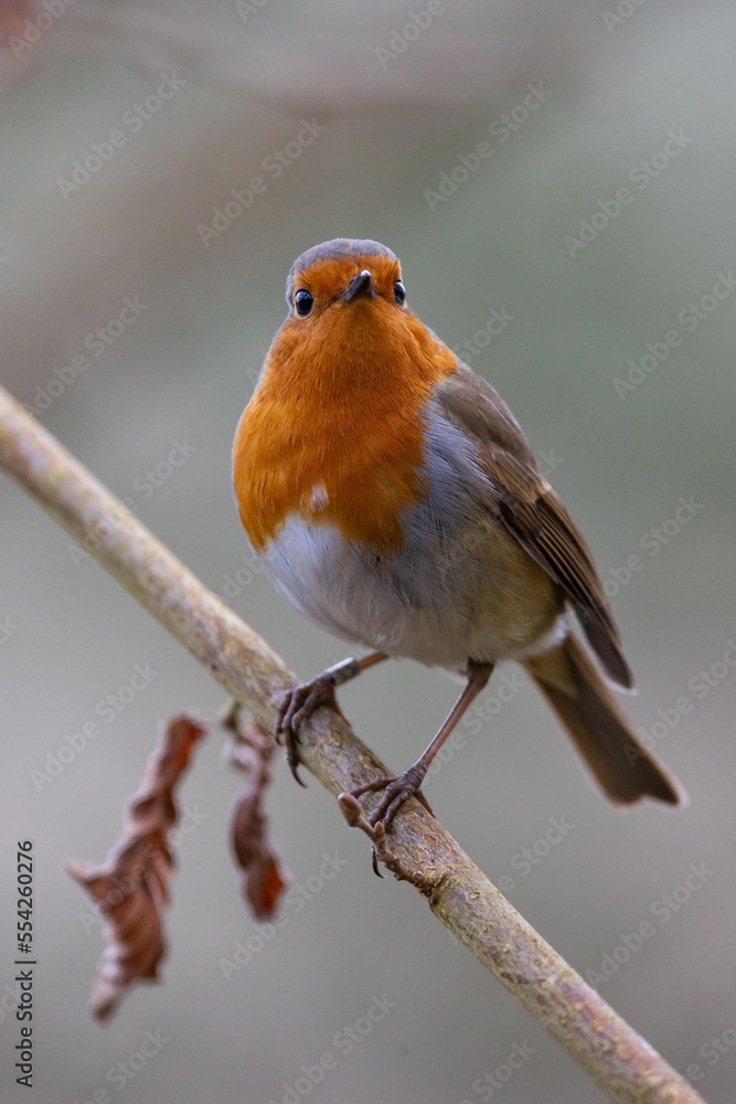 Fototapeta premium Portrait of Robin perched on branch looking.