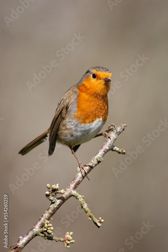 Portrait of Robin perched on branch looking.