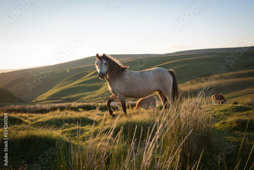 Dun welsh mountain pony at sunset on Usk Mountain, Carmarthenshire, Wales