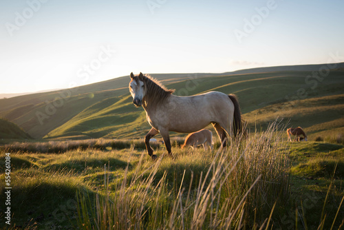 Obraz na plátně Dun welsh mountain pony at sunset on Usk Mountain, Carmarthenshire, Wales