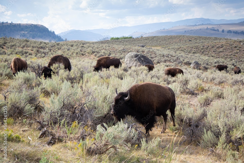 America Bison herd grazing a bushy valley in Yellowstone National Park, Mountains and trees  in the distance.