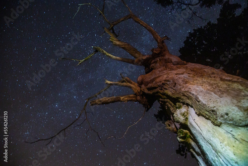 The night sky and stars over a dead tree in Dinefwr National Trust Park in Carmarthenshire  Wales. Tree looks like abstract person.