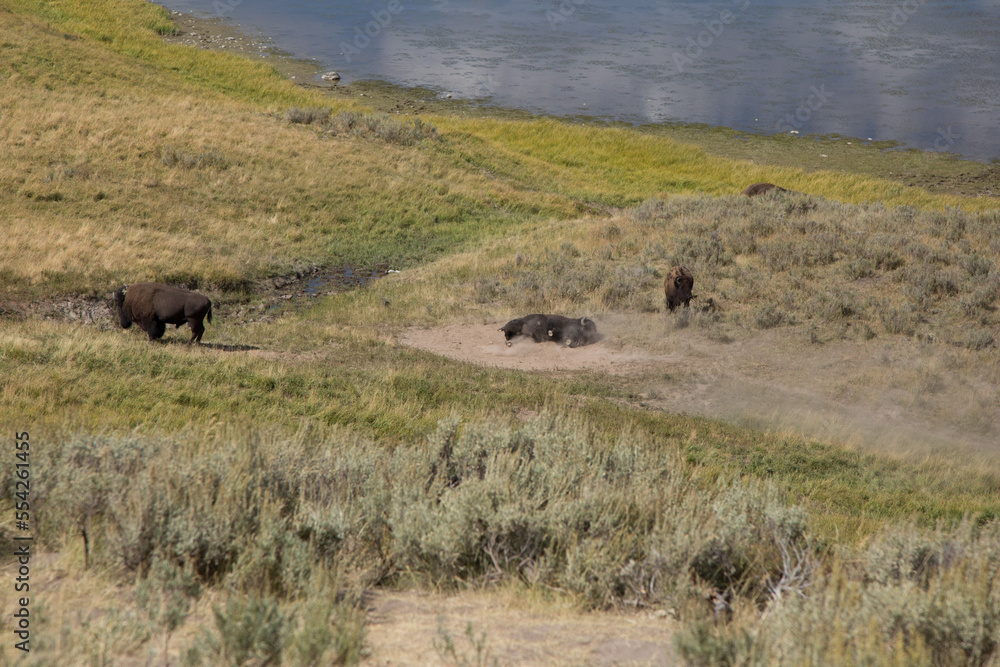 Bison in Yellowstone National Park in the USA, Bison in the valley walking throw river and rolling in dirt. Bison in Yellowstone National Park in the USA, Bison in the valley walking throw river and rolling in dirt.