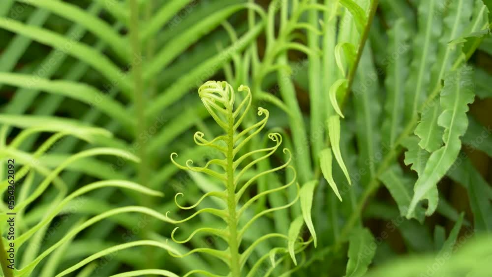 Close up of beautiful growing ferns in the forest. Close up of beautiful growing ferns in the forest.