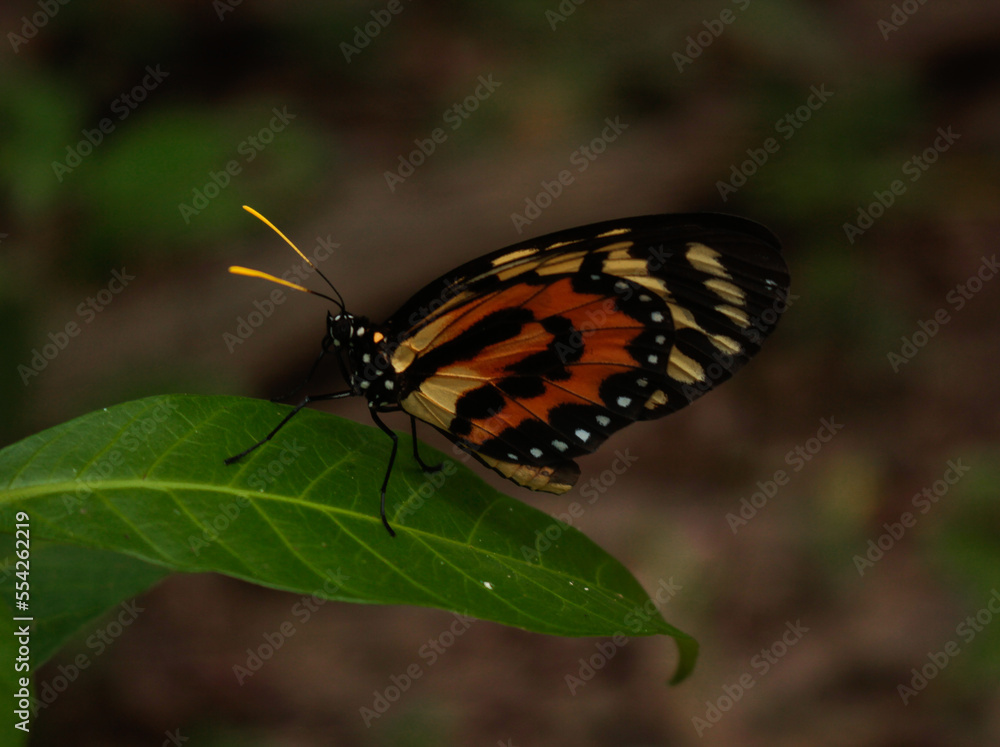 Borboleta na Amazônia Brasileira Borboleta na Amazônia Brasileira