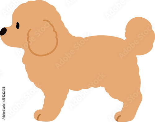 Simple and cute illustration of Toy Poodle in side view flat colored