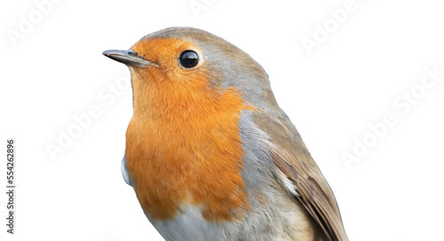 winter robin redbreast bird on a transparent background png