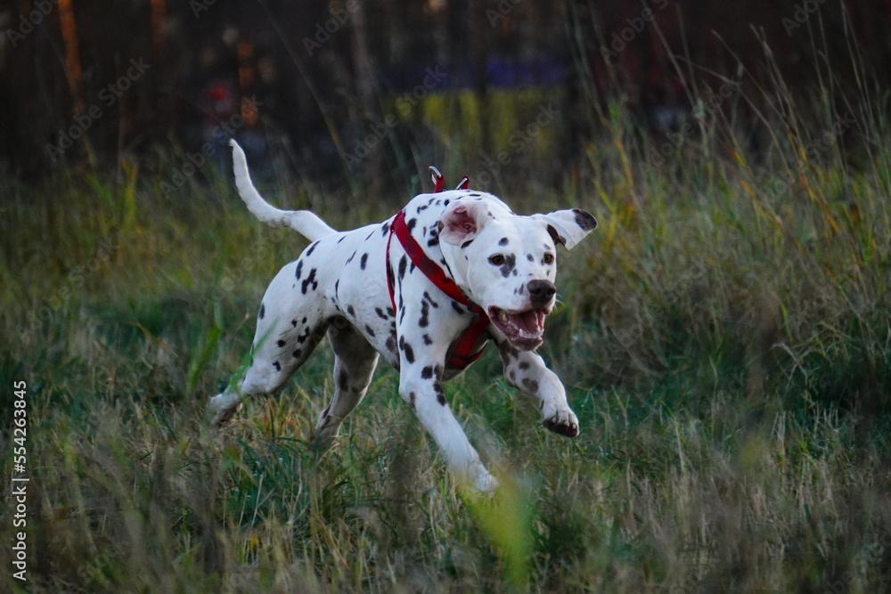 Dalmatian runs