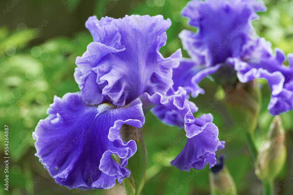 Beautiful blue iris flower in the spring summer garden. Close up. Macro shot. Spring summer background.