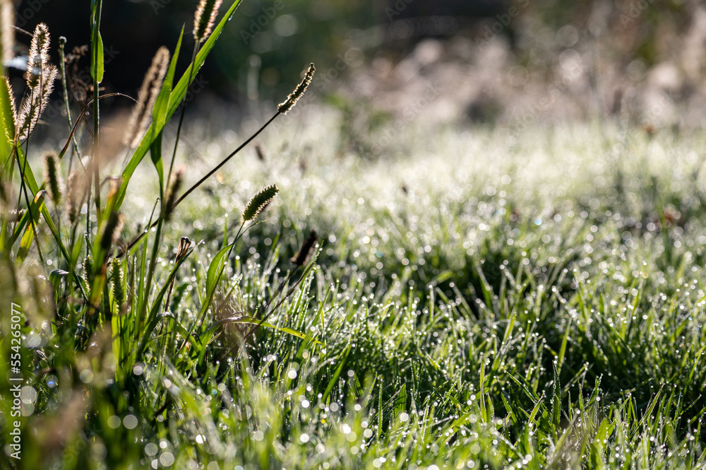 Blurred and sharp green grass with morning dew Blurred and sharp green grass with morning dew