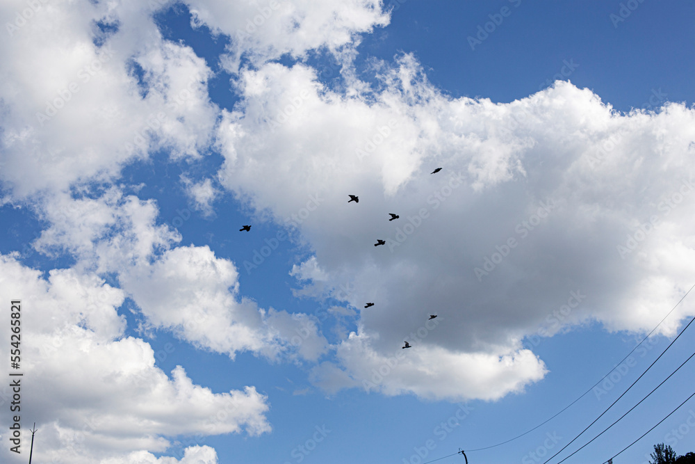 Fototapeta premium magpies flies through a blue sky with white clouds.