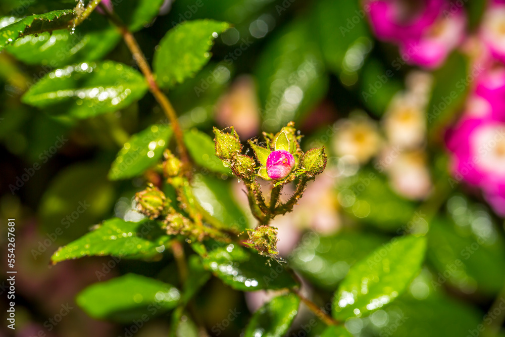 Close-up rose plant with pink flower infected by many green aphids Close-up rose plant with pink flower infected by many green aphids
