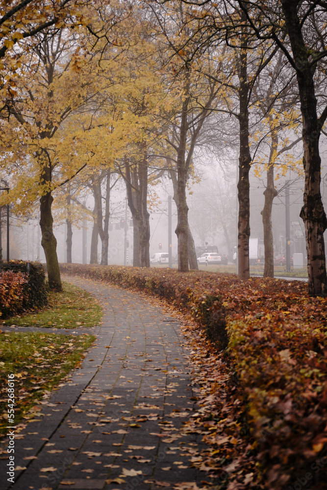 Obraz premium Cycle path lined with trees and autumnal leaves. No people. Utrecht, The Netherlands.