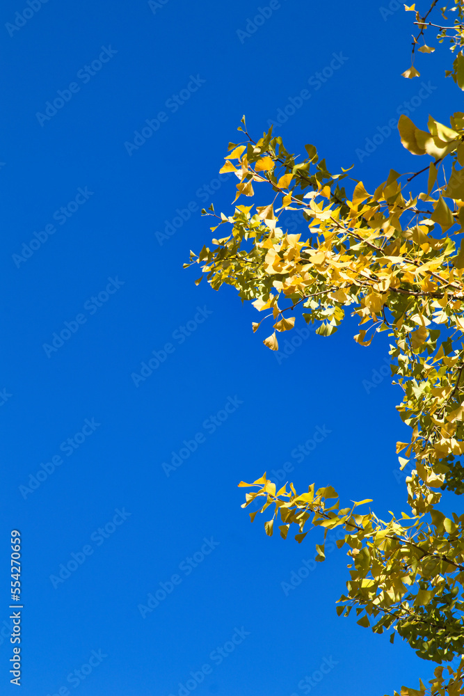 綺麗に黄色く染まったイチョウの葉と青空 綺麗に黄色く染まったイチョウの葉と青空