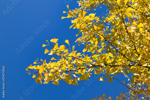 綺麗に黄色く染まったイチョウの葉と青空