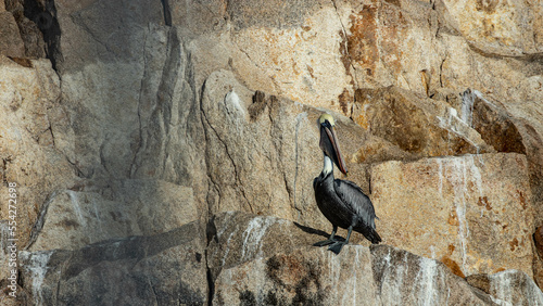 Pelicans around Cabo San Lucas