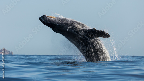 Print op canvas Humpback whale playing around Cabo San Lucas