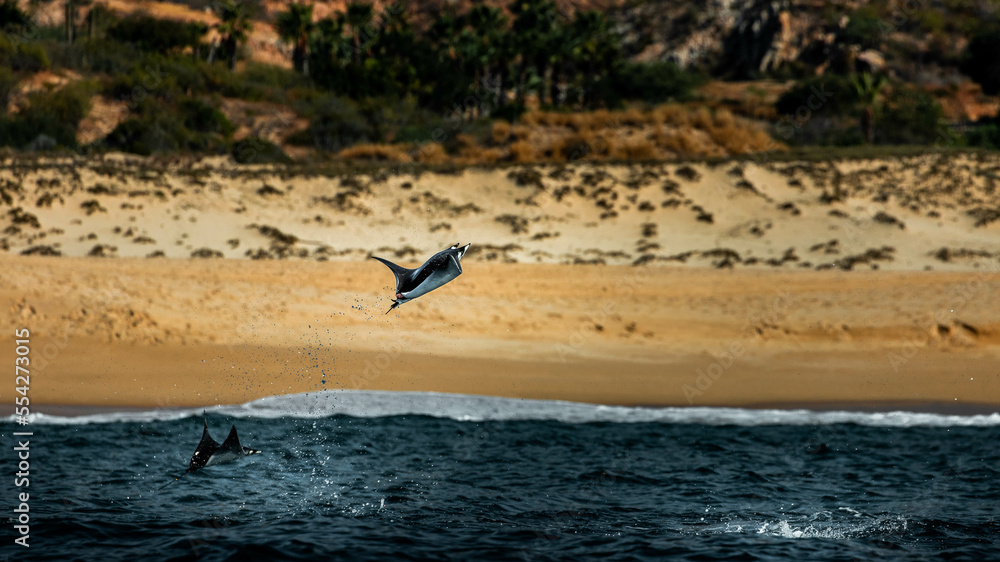 Manta Ray jumping out of the ocean, flying around Cabo San Lucas