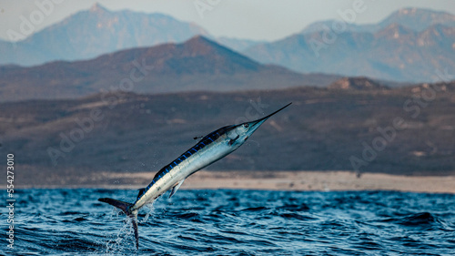 Sports fishing around Cabo San Lucas with blue marlin