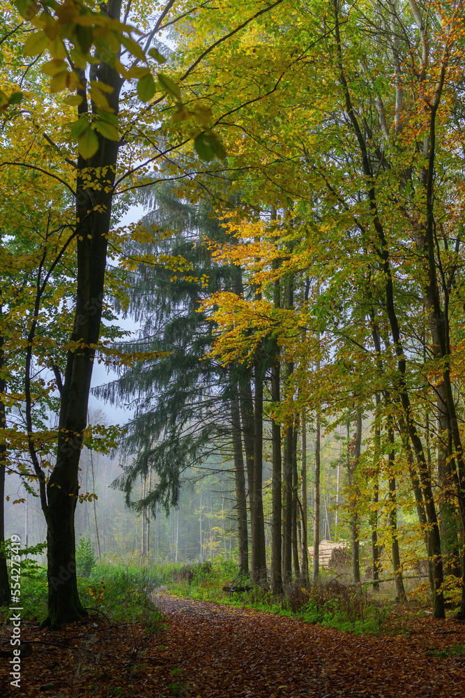 Wald Inspiration Meditation Nebelstimmung