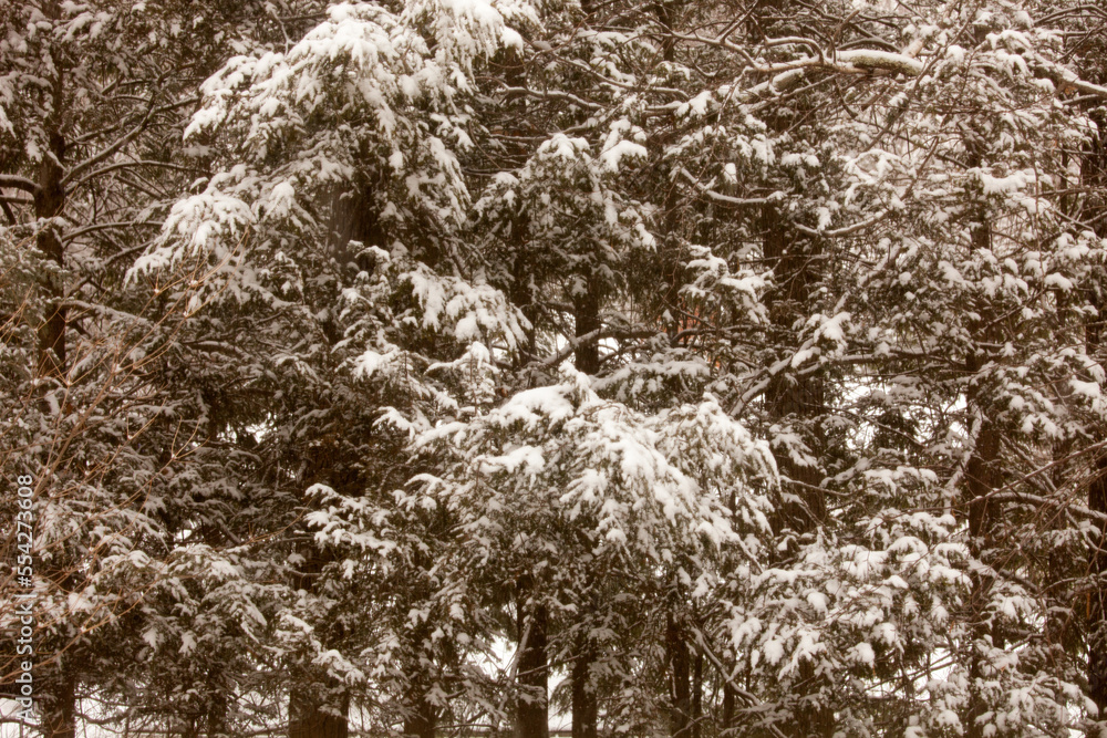 Fototapeta premium snow on pine tree sepia tones serene calm