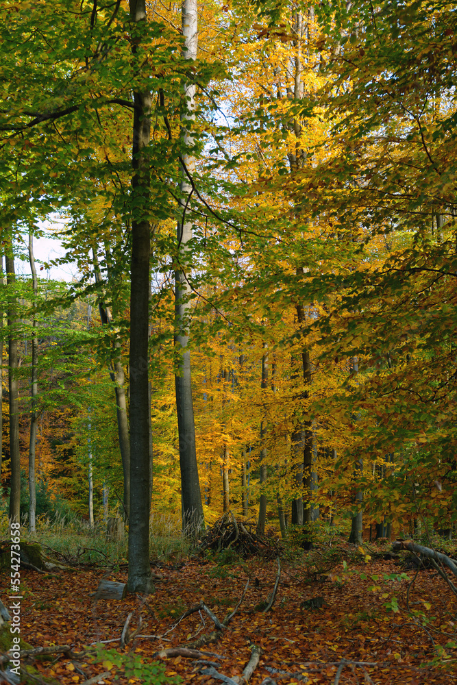 Fototapeta premium Wald Inspiration Meditation Nebelstimmung