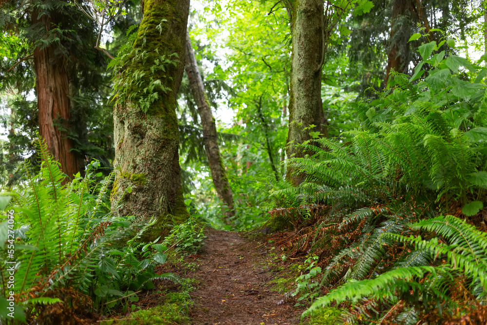 Ferns and trees along the Dorothy Cleveland Trail at Possession Point; Whidbey Island, Washington, United States of America Ferns and trees along the Dorothy Cleveland Trail at Possession Point; Whidbey Island, Washington, United States of America