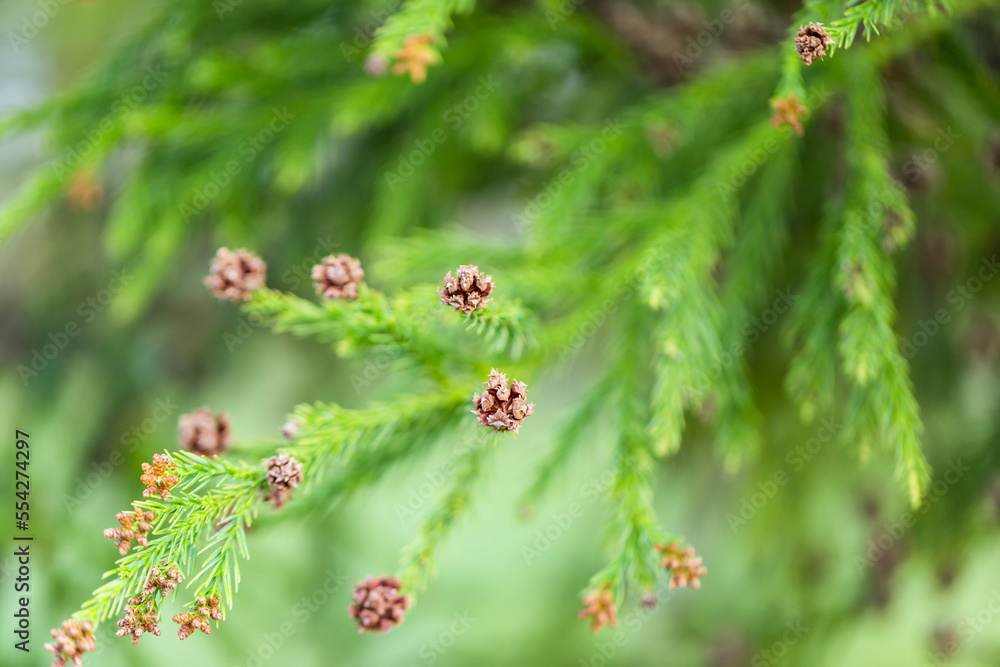 Close-up of coniferous branches growing; Whidbey Island, Washington, United States of America Close-up of coniferous branches growing; Whidbey Island, Washington, United States of America
