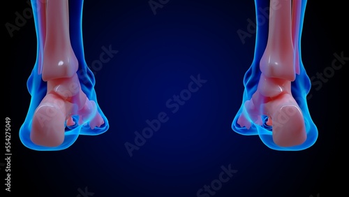 human skeleton anatomy foot bones for medical concept 3D rendering © mybox