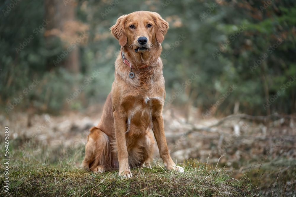 Golden Retriever posing for the camera in the forest