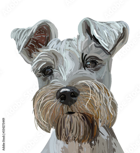 Miniature schnauzer face detailed drawing. Cute dog character, design for prints. Cartoon colorful vector. Oil painting. Mini Schnauzer Pet art portrait. Funny happy Terrier dog on a white background.