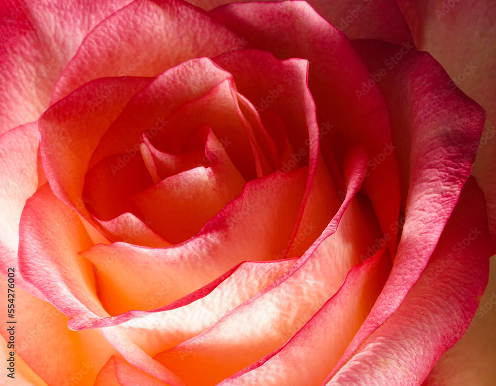 Close up of fresh pink rose. Flower background.. Soft pink peach yellow colors. Macro. Close up of fresh pink rose. Flower background.. Soft pink peach yellow colors. Macro.