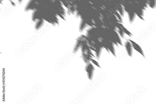 Gray shadow of leaves on white wall. Abstract neutral nature concept background. Space for text. png transparent