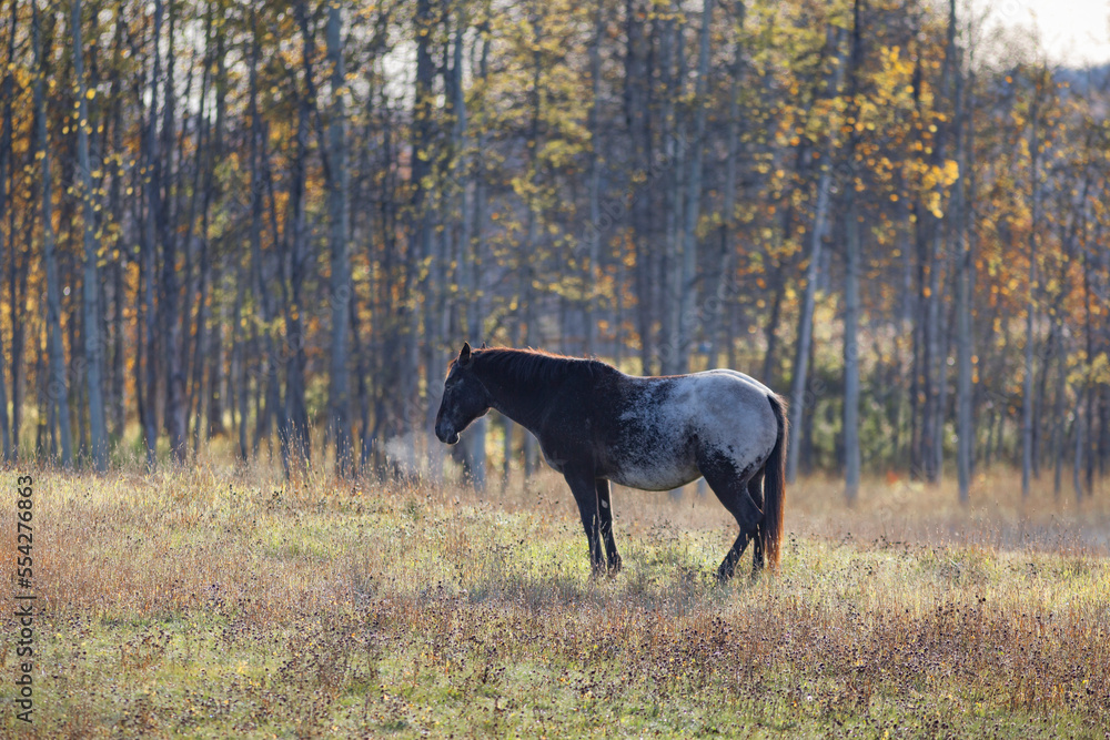 Horse (Equus ferus caballus) standing in a field around Smithers and Hazelton; British Columbia, Canada Horse (Equus ferus caballus) standing in a field around Smithers and Hazelton; British Columbia, Canada