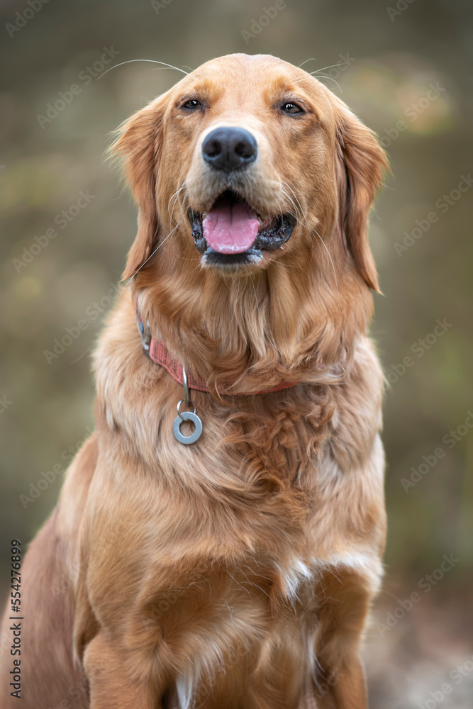 Golden Retriever posing for the camera in the forest Golden Retriever posing for the camera in the forest