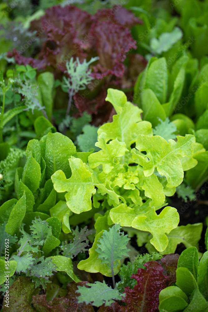 Varieties of lettuce growing in a garden; North Vancouver, British Columbia, Canada Varieties of lettuce growing in a garden; North Vancouver, British Columbia, Canada