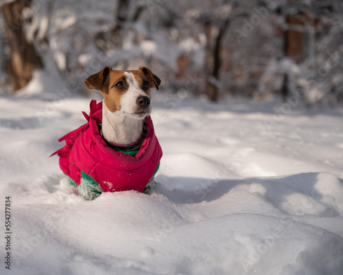 Fototapeta Naklejka Na Ścianę i Meble -  Dog jack russell terrier in a warm jacket in the snow in winter. 