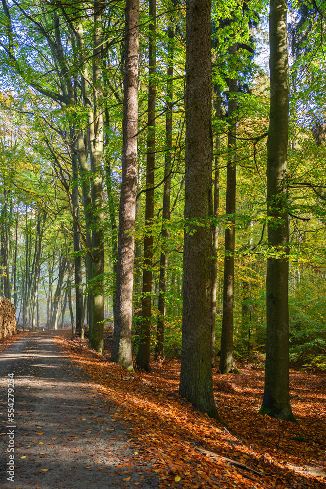 Fototapeta premium Waldstimmung Erholung Frühnebel November
