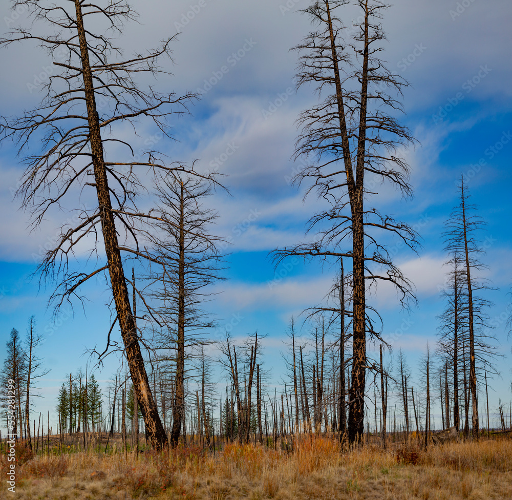 Leafless trees in a forest burned by wildfires, seen along Highway 1 driving East towards Kamloops, BC; British Columbia, Canada Leafless trees in a forest burned by wildfires, seen along Highway 1 driving East towards Kamloops, BC; British Columbia, Canada